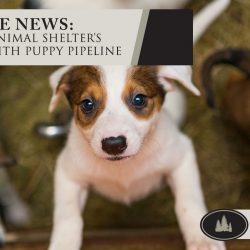 LaGrange Animal Shelter’s Partnership with Puppy Pipeline