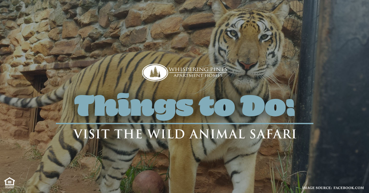 Things to Do: Visit the Wild Animal Safari